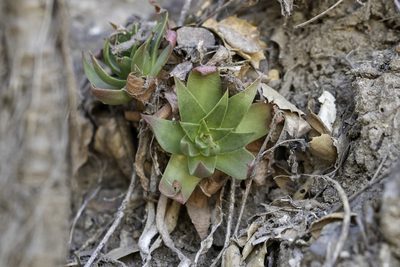 Dudleya candelabrum, photographed by Zack Abbey