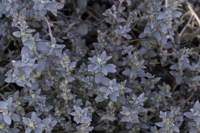 Atriplex leucophylla, photographed by Zack Abbey