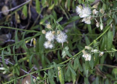 Baccharis plummerae, photographed by Zack Abbey