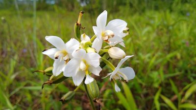 Spathoglottis micronesiaca, photographed by Dana Lee Ling