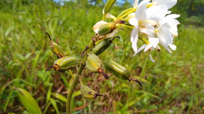 Spathoglottis micronesiaca, photographed by Dana Lee Ling