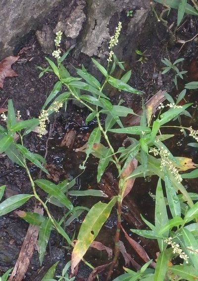 Persicaria robustior, photographed by Tom and T Herman
