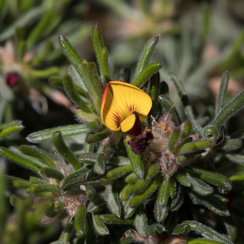 Pultenaea canaliculata, photographed by Kym Nicolson