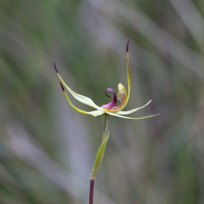 Caladenia leptochila, photographed by Kym Nicolson