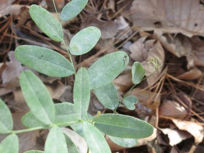 Vicia amurensis, photographed by Repina Tatyana