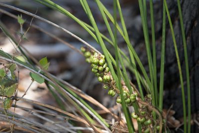 Lomandra micrantha, photographed by Kym Nicolson