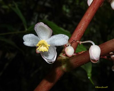 Begonia roxburghii, photographed by Rejoice Gassah