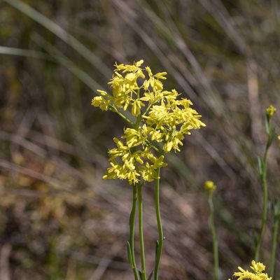 Glischrocaryon behrii, photographed by Kym Nicolson