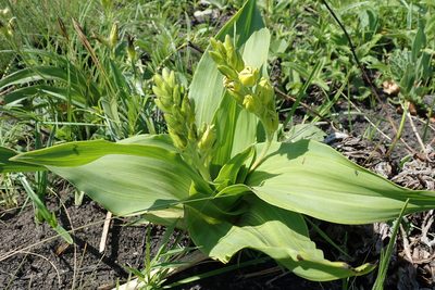 Hypoxis colchicifolia, photographed by Peter Warren