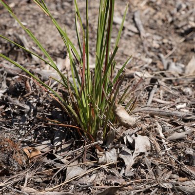 Stylidium armeria, photographed by Kym Nicolson