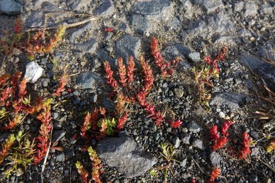 Crassula alata, photographed by John Barkla