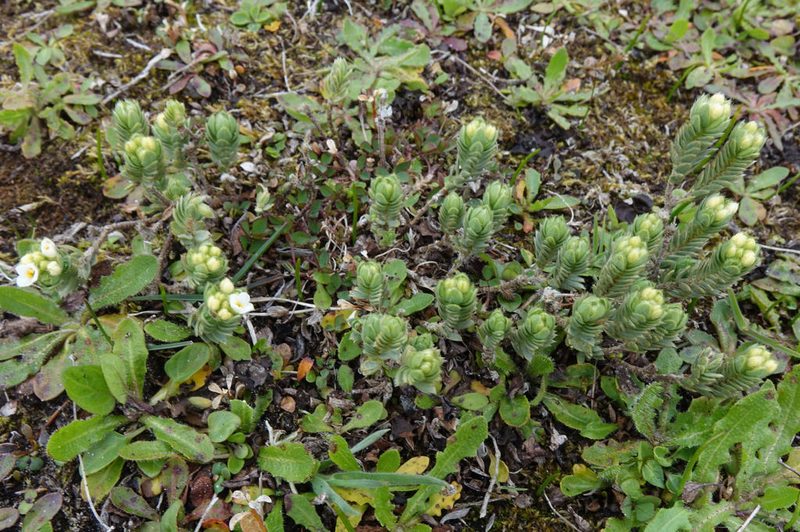 Pimelea lyallii, photographed by John Barkla