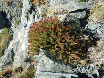 Rhodiola coccinea, photographed by Сергей Крыленко