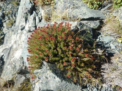 Rhodiola coccinea, photographed by Сергей Крыленко