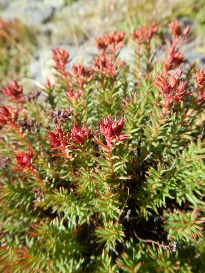 Rhodiola coccinea, photographed by Сергей Крыленко