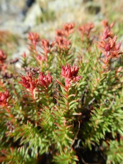 Rhodiola coccinea, photographed by Сергей Крыленко