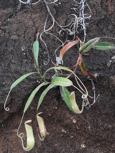 Nepenthes vieillardii, photographed by naturewatchwidow