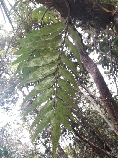Asplenium oligolepidum, photographed by naturewatchwidow