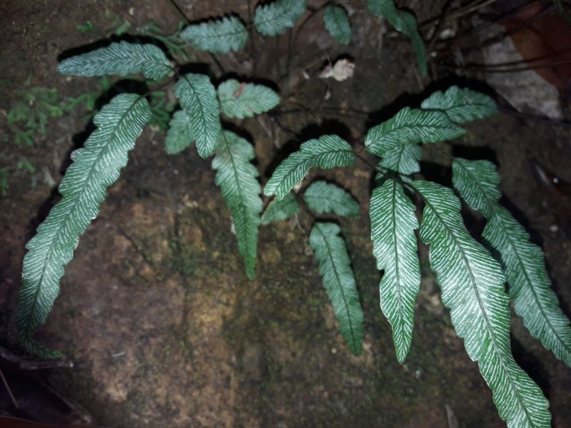 Pteris balansae, photographed by naturewatchwidow