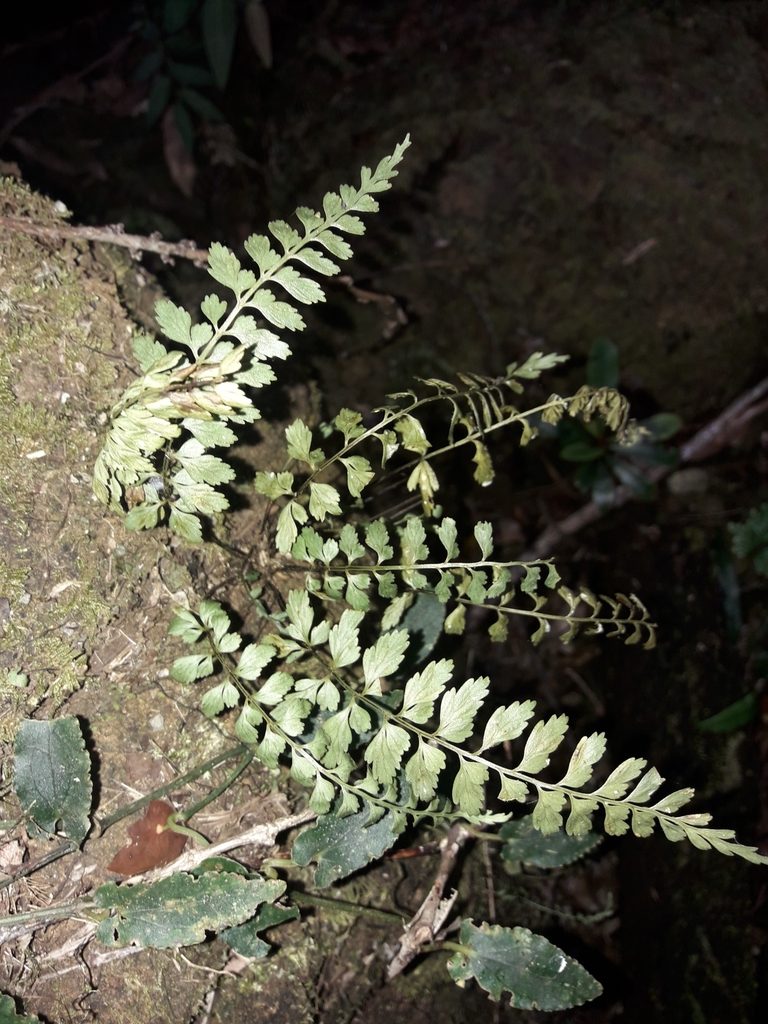 Asplenium lobulatum, photographed by naturewatchwidow