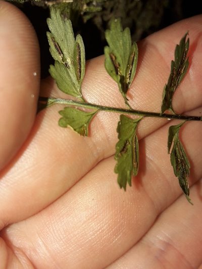 Asplenium lobulatum, photographed by naturewatchwidow