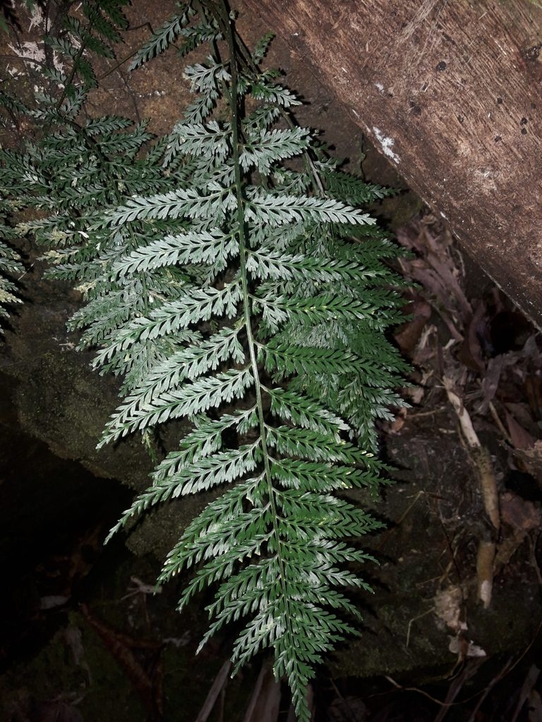 Asplenium pteridoides, photographed by naturewatchwidow