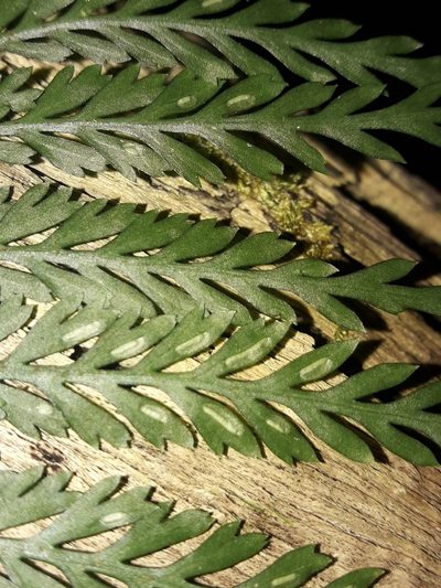 Asplenium pteridoides, photographed by naturewatchwidow