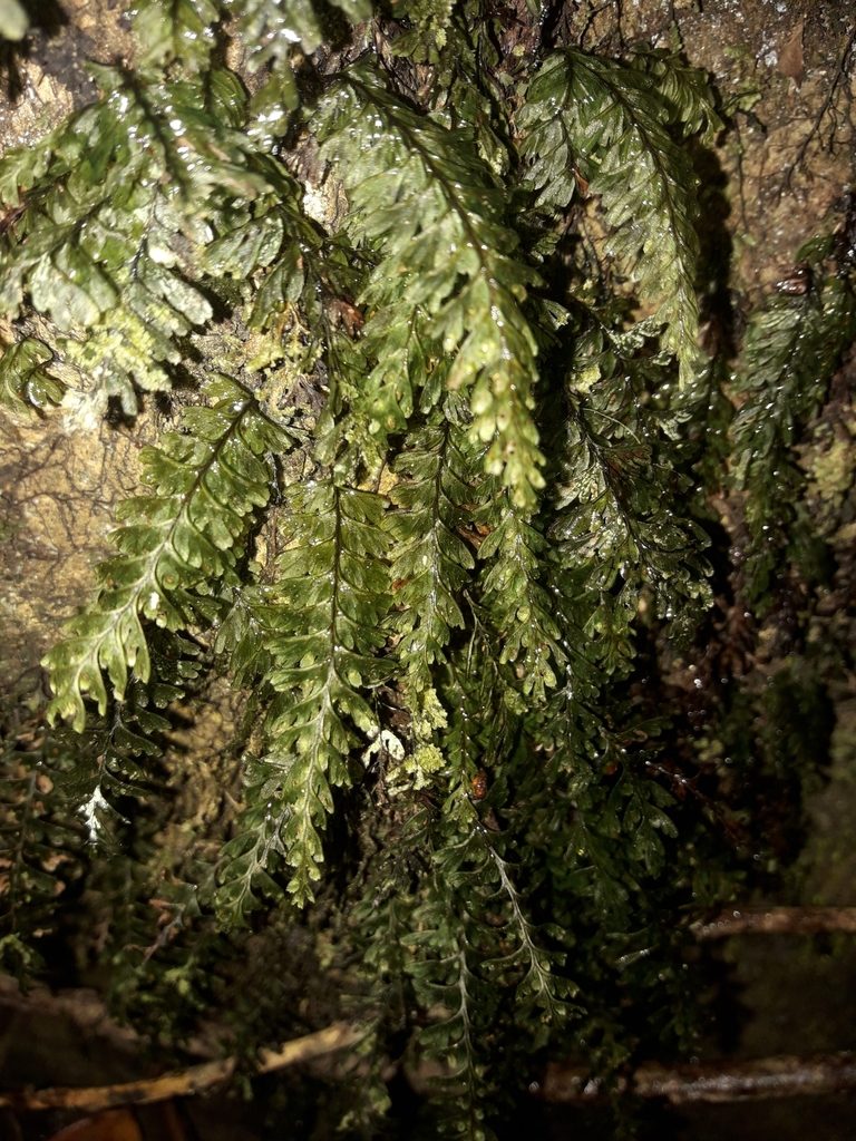 Hymenophyllum dimidiatum, photographed by naturewatchwidow