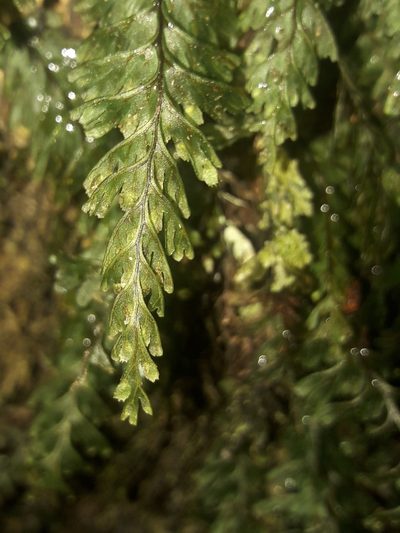 Hymenophyllum dimidiatum, photographed by naturewatchwidow