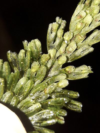 Hymenophyllum dimidiatum, photographed by naturewatchwidow
