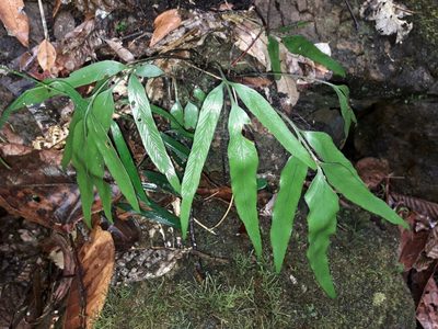 Asplenium oligolepidum, photographed by naturewatchwidow