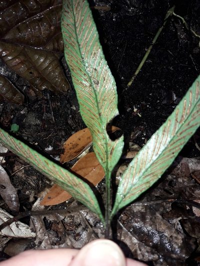 Asplenium oligolepidum, photographed by naturewatchwidow