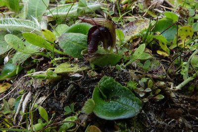 Corybas orbiculatus, photographed by John Barkla