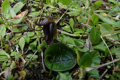 Corybas orbiculatus, photographed by John Barkla