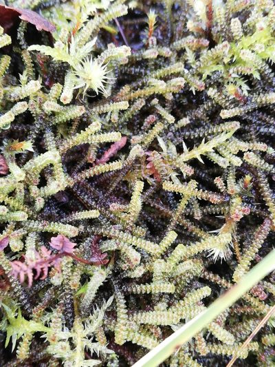 Paludella squarrosa, photographed by Ditte Grube Barild
