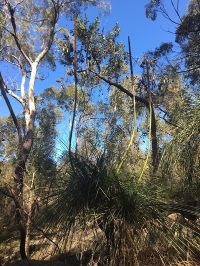 Xanthorrhoea arborea, photographed by Thomas Mesaglio