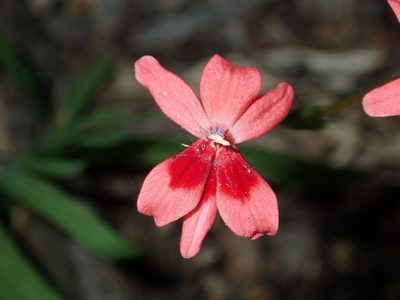 Freesia laxa, photographed by Thomas Mesaglio