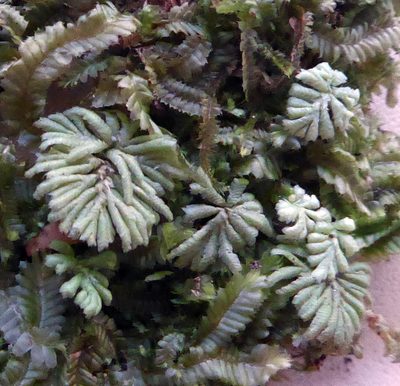 Hypopterygium didictyon, photographed by Peter de Lange