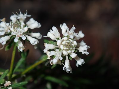 Poranthera ericifolia, photographed by Thomas Mesaglio