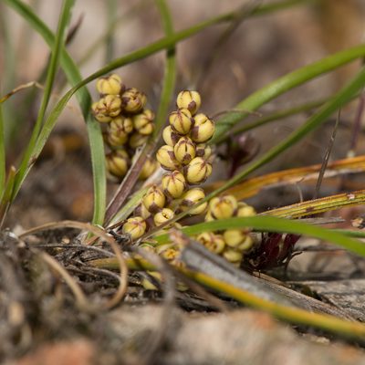 Lomandra sororia, photographed by Kym Nicolson