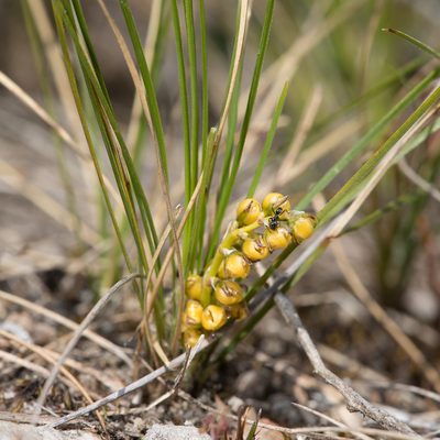 Lomandra fibrata, photographed by Kym Nicolson