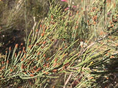Allocasuarina humilis, photographed by Ann Bentley