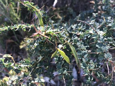 Acacia pulchella, photographed by Ann Bentley