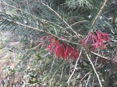 Melaleuca quadrifida, photographed by Ann Bentley