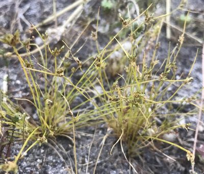 Isolepis marginata, photographed by Ann Bentley
