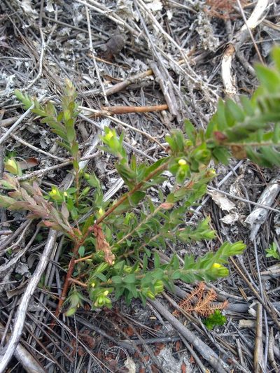Gnidia humilis, photographed by magriet b