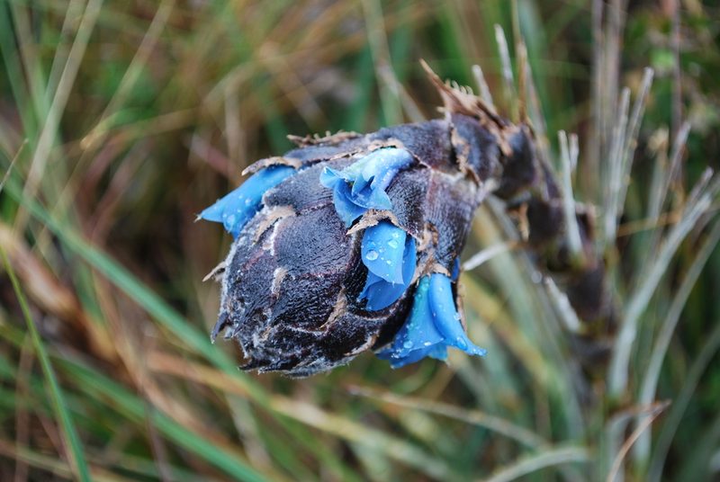 Puya lineata, photographed by desertnaturalist