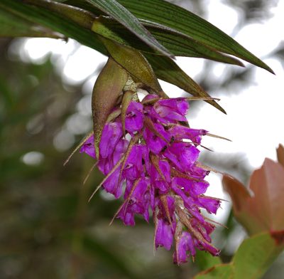 Elleanthus maculatus, photographed by desertnaturalist