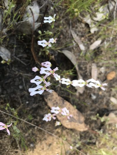 Stylidium ecorne, photographed by Ann Bentley
