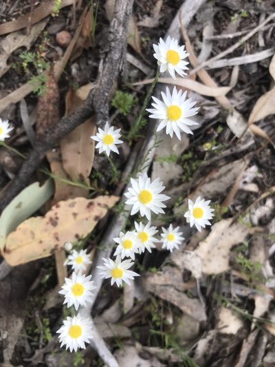 Hyalosperma cotula, photographed by Ann Bentley